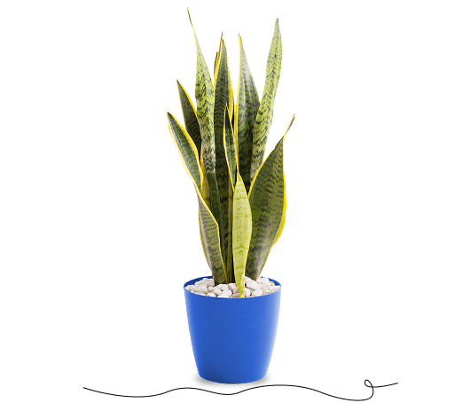 Plant